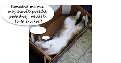 Ilustrácia Schrödingerovej mačky v krabici