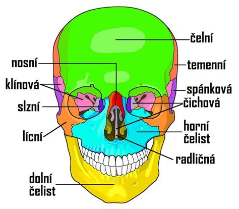 Porovnanie 3D tlače lebky s reálnou lebkou.