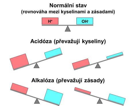 Schema rovnováhy tekutín v tele
