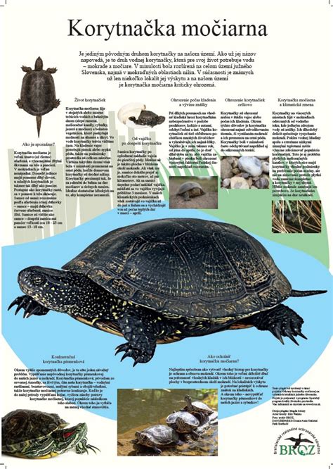 Ilustrácia Korytnačky močiarnej