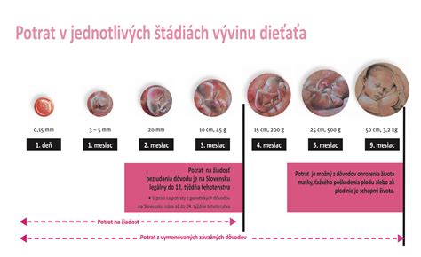 Ilustrácia rôznych štádií tehotenstva a potratu