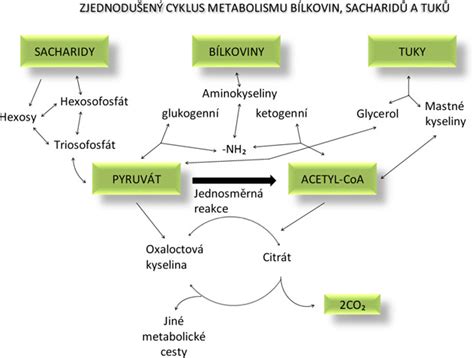 Schema metabolizmu pri jedle