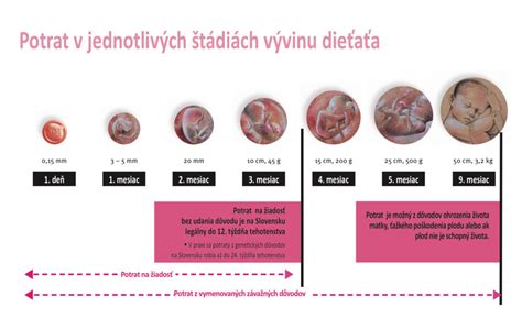 Ilustrácia procesu uhniezdenia embrya v maternici