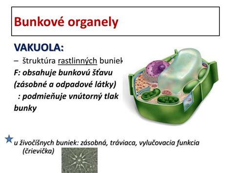 Štruktúra placenty a jej funkcia