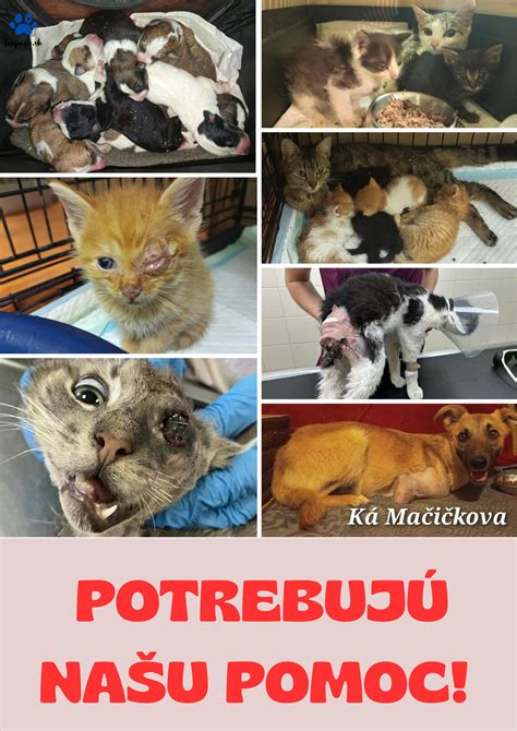 Matka sa stará o svoje šteniatka