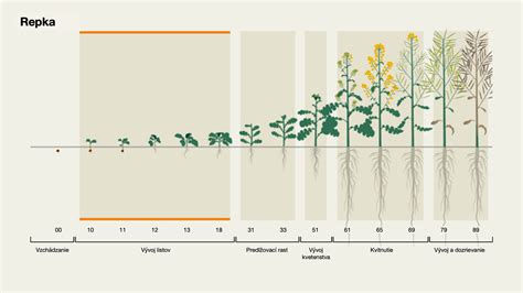 Infografika zobrazujúca vývoj rastu teľaťa v závislosti od správnej výživy a starostlivosti