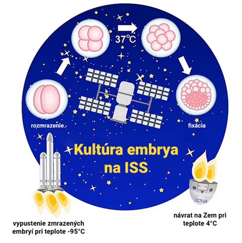 Vizualizácia raného vývoja embrya