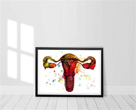 ilustrácia ženského reprodukčného systému s vyznačenou ovuláciou