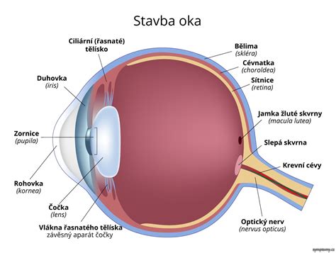 Anatomia oka s vyznačenými cievami