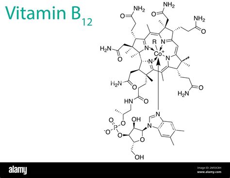 Schéma fungovania vitamínu B12 v tele