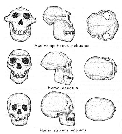 Vývoj ľudskej lebky
