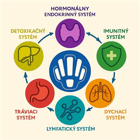 Ilustrácia mozgu s prepojeniami na tráviaci systém a endokrinný systém
