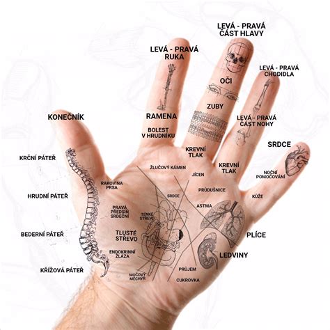 Schéma ľudskej ruky s vyznačením palca