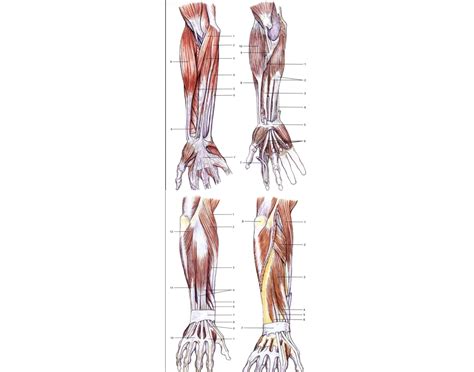 Anatomia predlaktia s vyznačenými kosťami