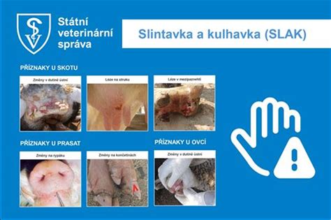 Ilustrácia kráv so symptómami slintavky a krívačky