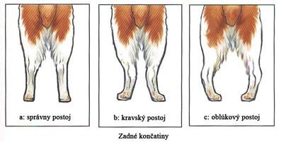 kolenný kĺb psa