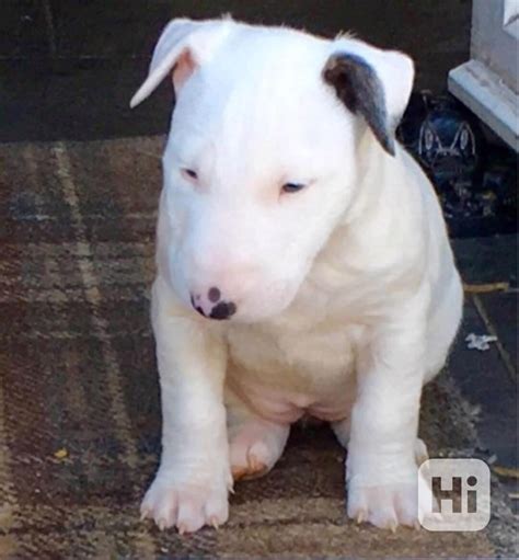 Detail hlavy bulteriéra