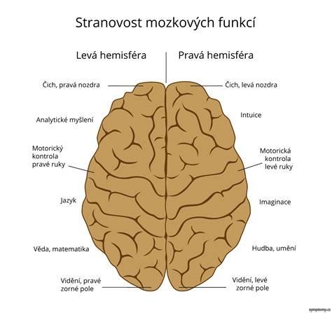 Schéma mozgových hemisfér a ich funkcie