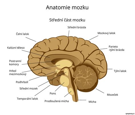 Ilustrácia mozgu s vyznačenými oblasťami zodpovednými za sústredenie
