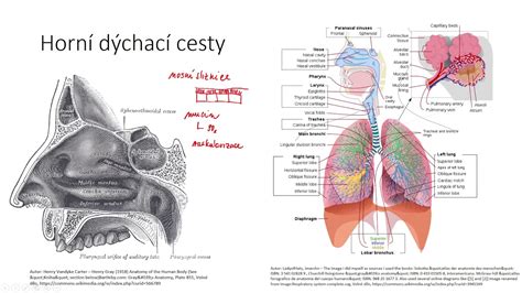 Ilustrácia respiračných ciest s hlienom