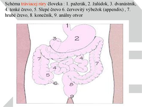 Schéma tenkého čreva s klkami a bez nich