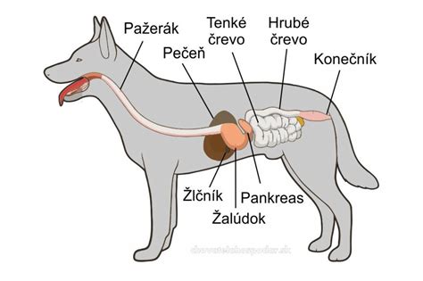 Ilustrácia psa s rôznymi druhmi krmiva