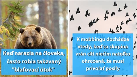 Bezpečné správanie pri stretnutí s neznámym psom