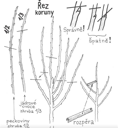 Príklad kresby koruny stromu s detailmi listov