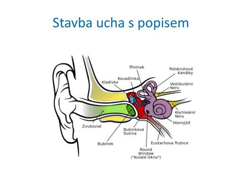 Schéma ucha s vyznačeným ušným mazom