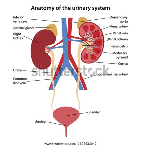 Anatomická schéma močového systému