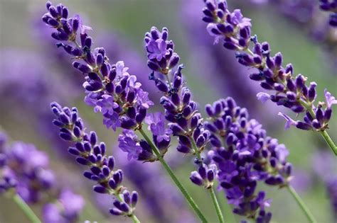 Kvet levandule a olej v dózičke