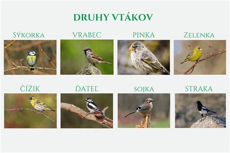 Rôzne druhy vtákov na kŕmidle