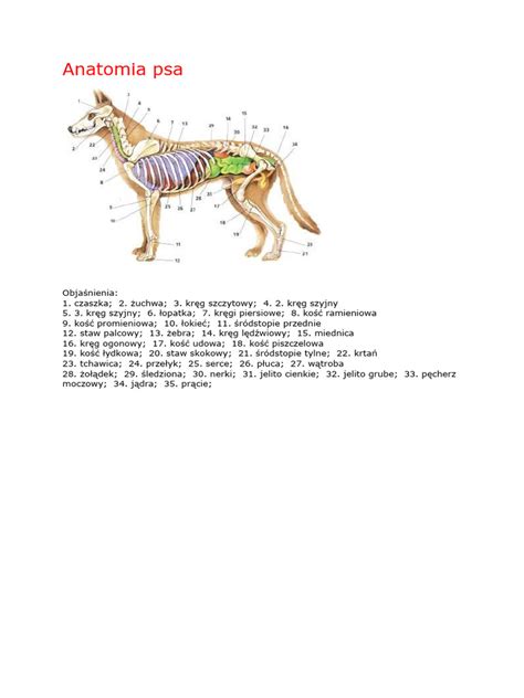 Anatomia psa s vyznačením pásu