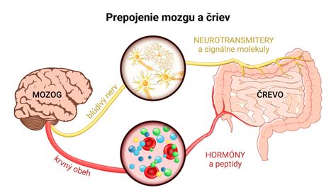 Ilustrácia znázorňujúca prepojenie mozgu, výživy a emócií