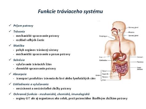 Schéma tráviaceho systému bábätka