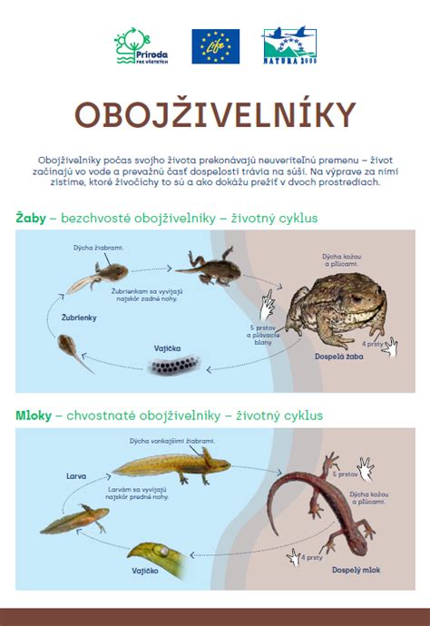 Ilustrácia oplodnenia žiab