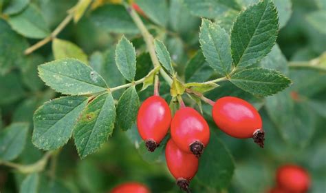 Ilustrácia znázorňujúca obličky a ich funkciu