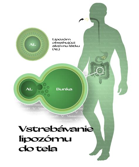 Ilustrácia zobrazujúca proces potenia tela