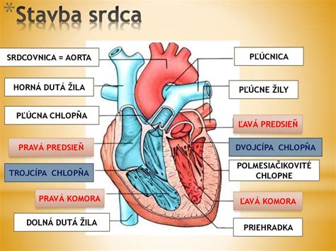 Ilustrácia srdca s cievami