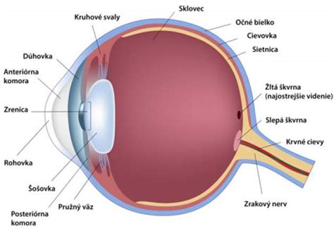Anatomia oka s epikantickými riasami