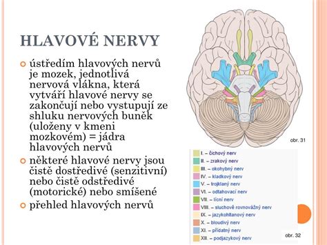 Mapa znázorňujúca rozloženie nervových zakončení v tele