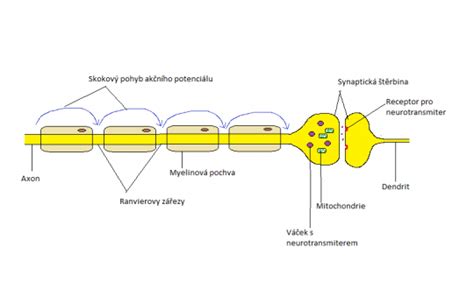 Schéma znázorňujúca mechanizmus prenosu nervového vzruchu