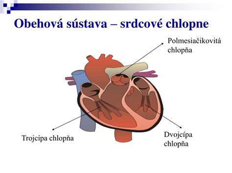srdcová chlopňa