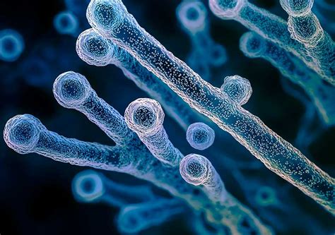 Baktéria Clostridium tetani
