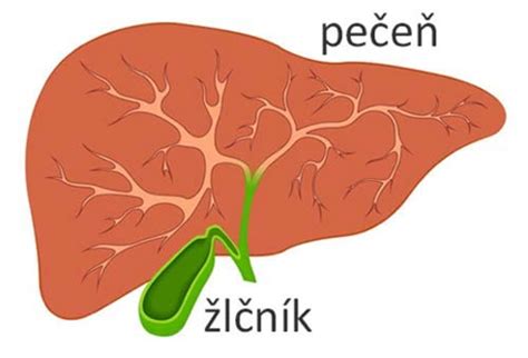 Anatomické znázornenie žlčníka a pečene