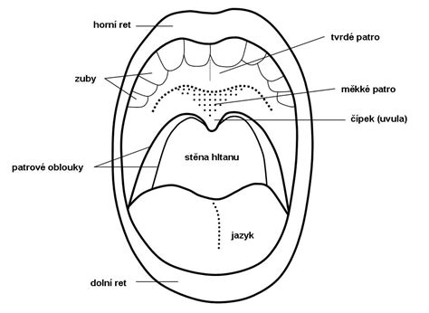 Anatomia jazyka s papilami