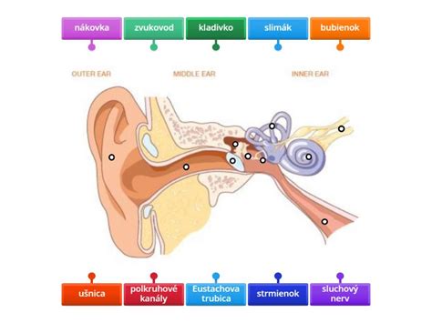 Ilustrácia ľudského ucha s označenými časťami