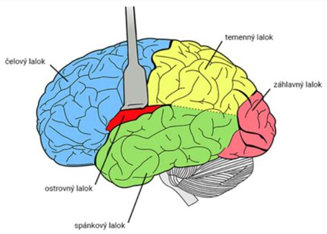 Ilustrácia mozgu s vyznačenými prepojeniami neurónov