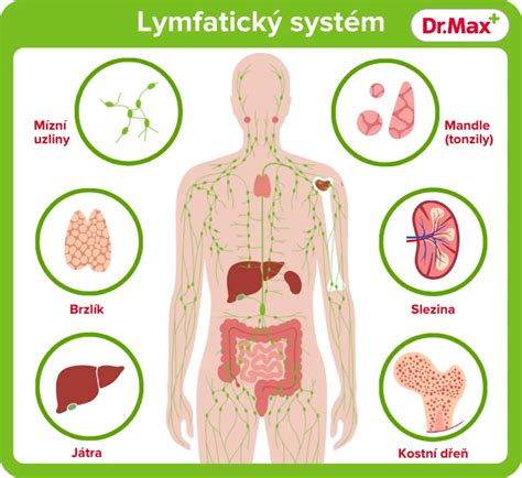 Schéma lymfatického systému ľudského tela