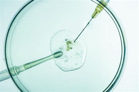 Embryá v laboratóriu